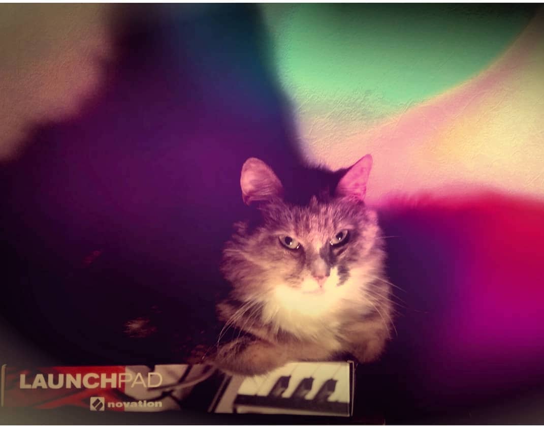 CatSynth Pic: Cat and Novation LaunchPad