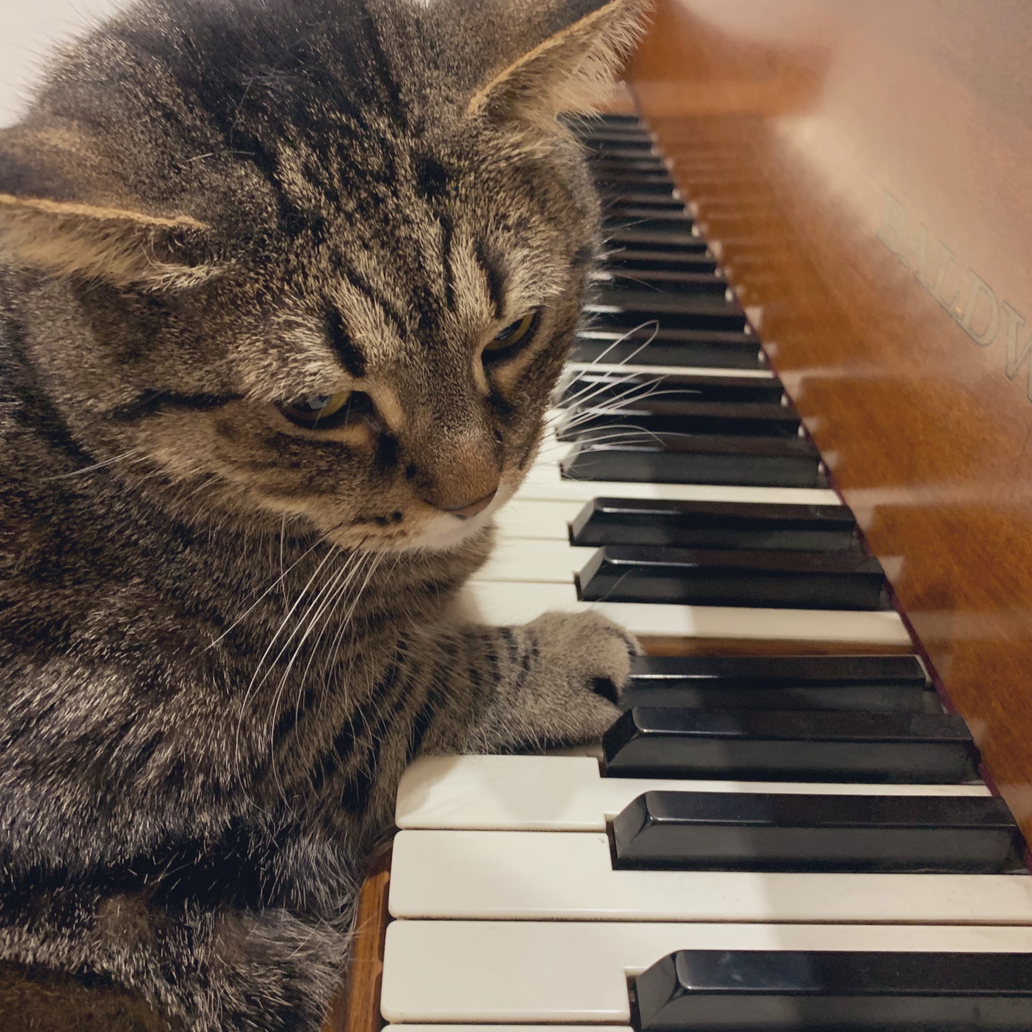 “Drunk Cat” at the Piano
