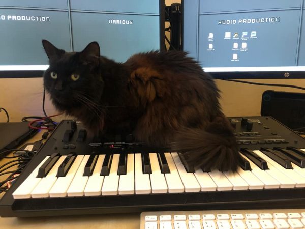 Mae the black cat sits atop a Korg OpSix synthesizer.  Computer keyboard and screen also present.