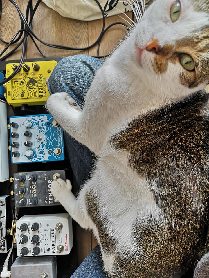 Cat on guitar pedals