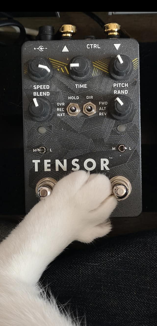 Cat paw on Red Panda Tensor pedal.