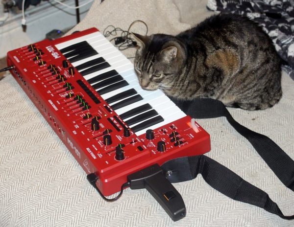 Cat with red Behringer MS-101 synthesizer