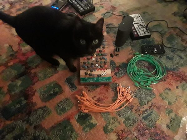 Black cat with a Ciat-Lombarde Plumbutter, Korg Volca Modular, orange and green stackable patch cables, and other devices.
