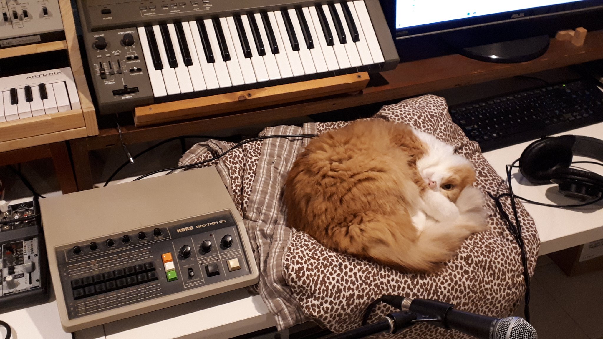 Cleo the cat naps next to a Korg Rhythm 55 drum machine.  Above is a Roland SH-101 synthesizer and arturia keyboard.