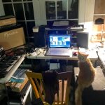 Cat in the new studio