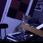 Hookah the cat playing synthesizers