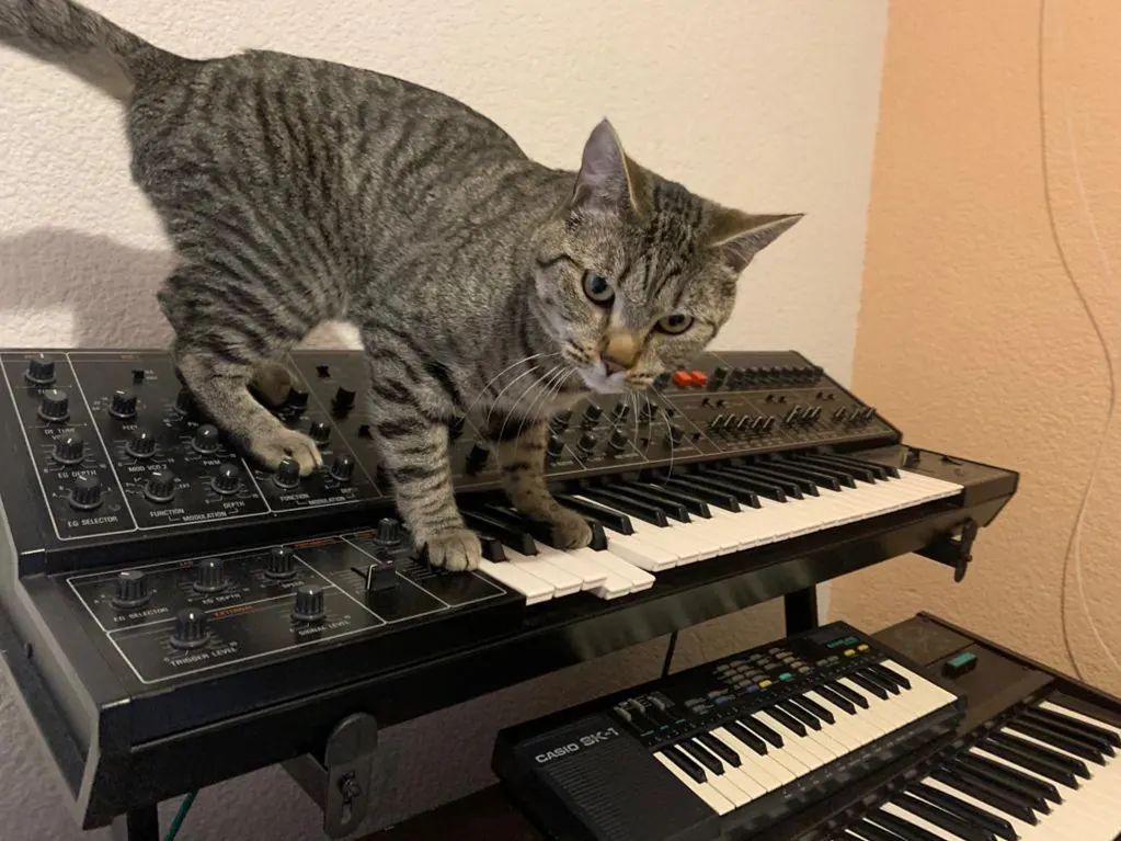 Cat on top of a Yamaha CS-30 synthesizer, pressing two keys.  A Casio SK-1 keyboard sits below.