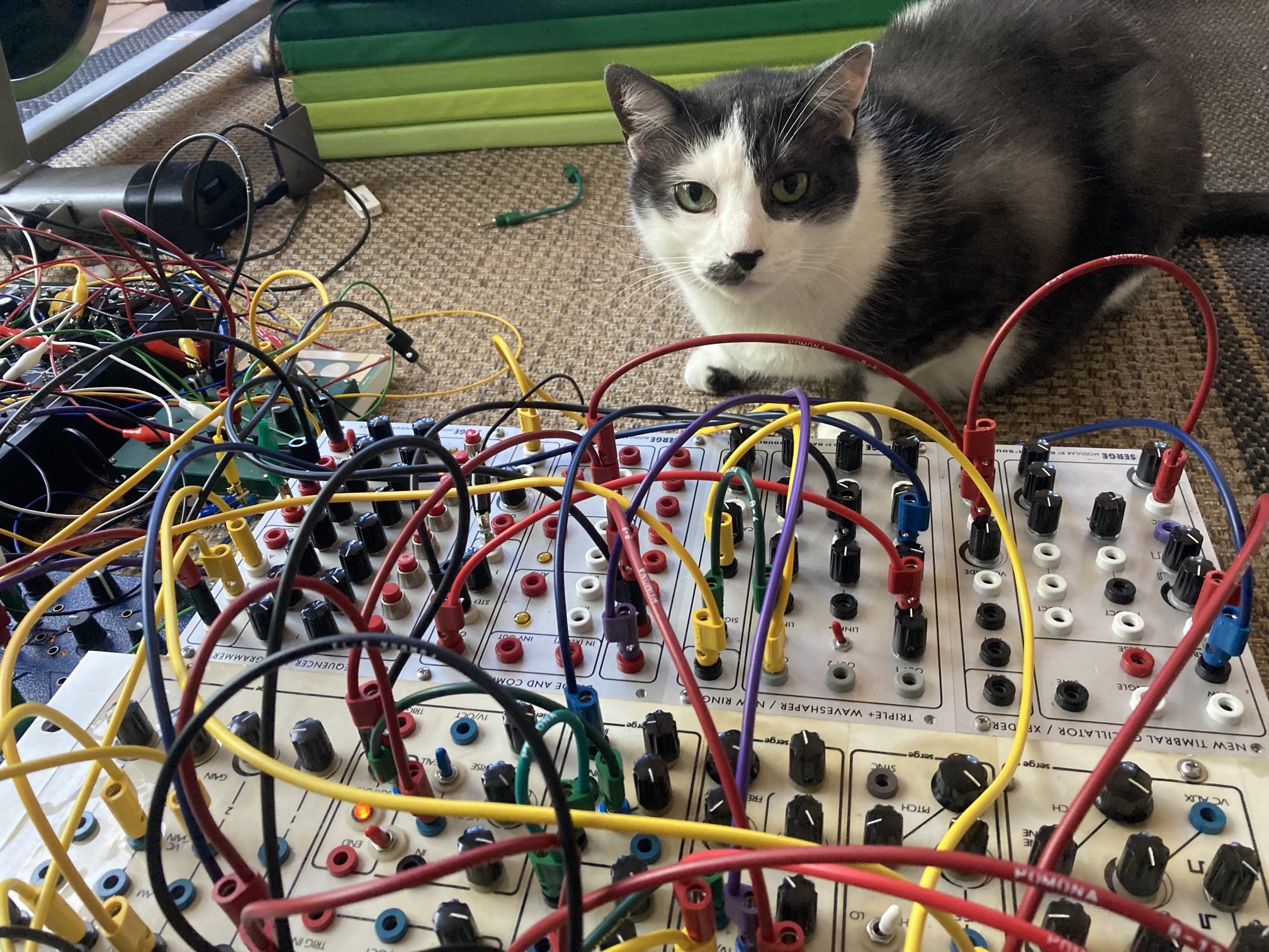 Orion the gray tuxedo cat sits behind a Eurorack serge modular system with numerous patch cables.
