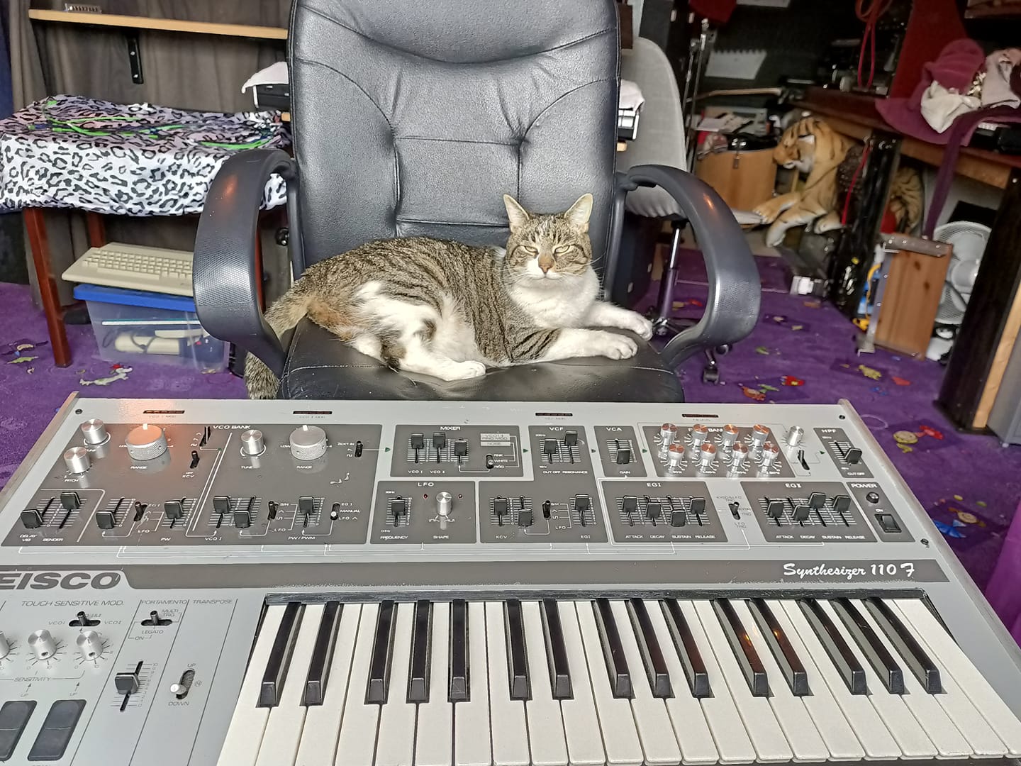 Tabby cat on a chair behind a Teisco Synthesizer 110F (analog synthesizer from 1980)