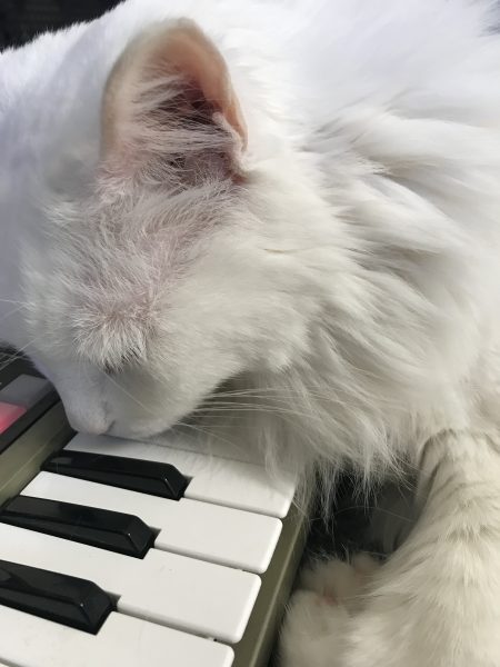 White cat on top of a synthesizer keyboard (MicroKORG)