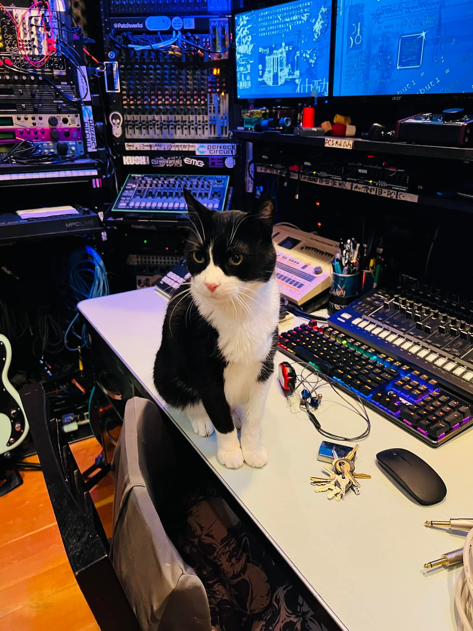Studio Kittie