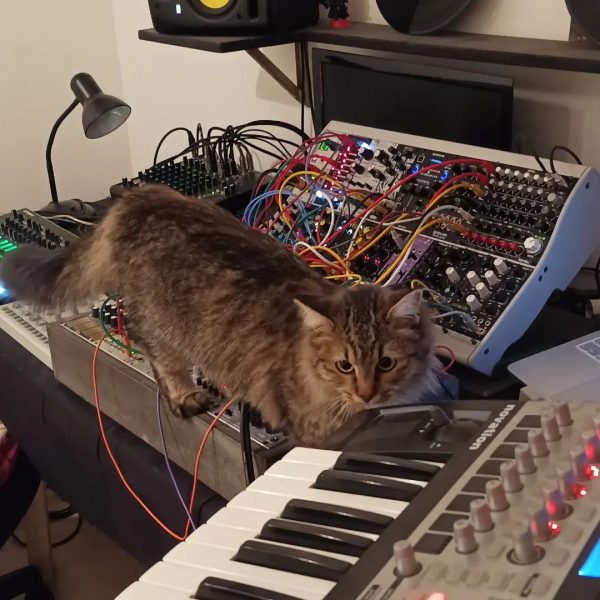 Long-hair gray cot atop a modular Eurorack synthesizer, with a Novation synthesizer in front
