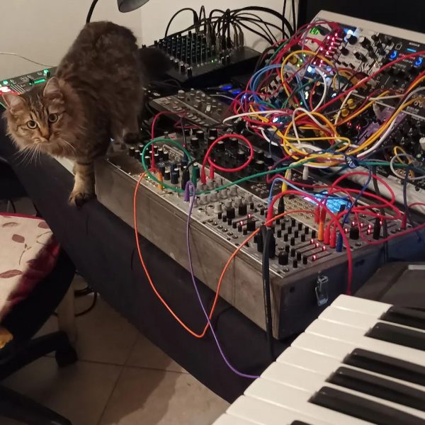 Gray long-hair cat behind a modular synthesizer and looking directly at the camera.  Piano keys from another synthesizer in front.