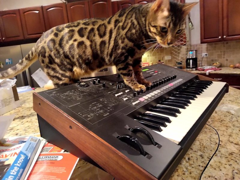 Bengal cat sitting on top of the keyboard synthesizer - Korg MS2000B with buttons sliders, piano keys, and signal-flow diagrams.