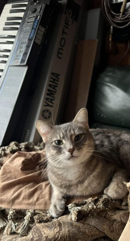 Tab cat sitting and looking at the camera.  Behind her are two keyboards stacked - a Korg DW8000 and a Yamaha MOTIF