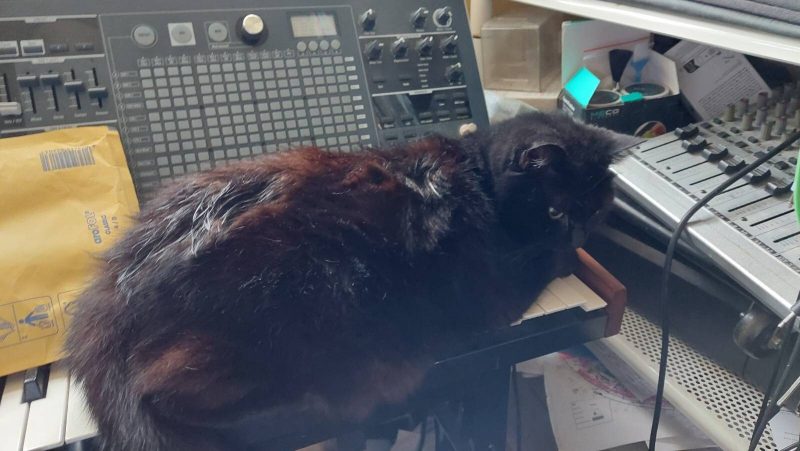 Black medium-hair cat sitting with tail tucked underneath atop an Arturia MatrixBrute analog synthesizer.
