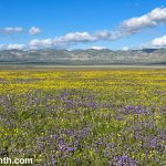 Wordless Wednesday: Carrizo Plain Superbloom
