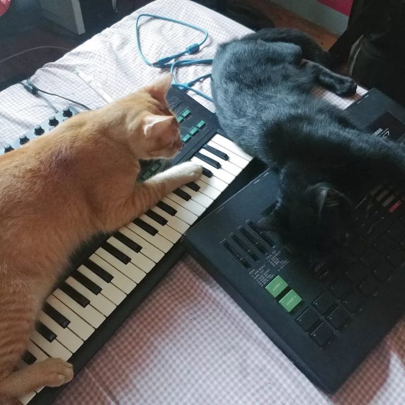 Orange cat on a Yamaha DX100 synthesizer.  Black cat on a Yamaha RX7 drum machine.  All are on top of a checkered tablecloth