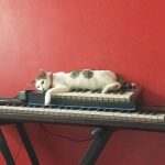 Sora and Novation Bass Station