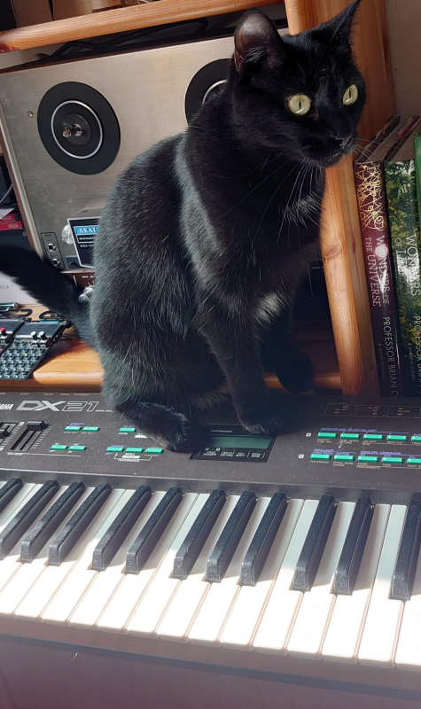 Black cat sitting on top of a synthesizer (Yamaha DX21)