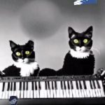 Catcore Video