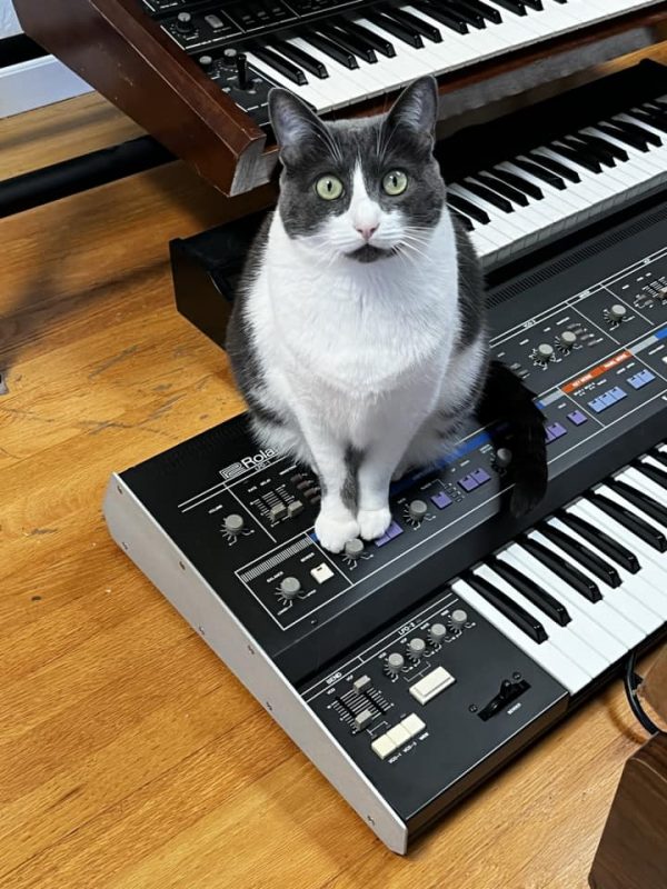 Gray and white cat sitting on top of a keyboard synthesizer (Roland Jupiter 6) on a hardwood floor.