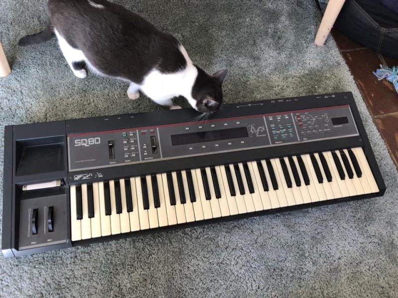 Gray and white cat looking at a keyboard synthesizer "SQ80" on a gray carpet.