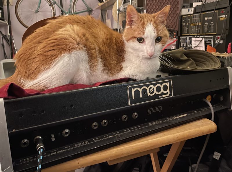 Orange and white cat sitting on top of a micromoog synthesizer.  We see the back of the synthesizer, with it's various audio and CV jacks.