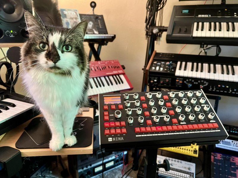 Dalhia a medium hard calico cat poses with a Melbourn Instruments NINA desktop synthesizer.  A lot of other synthesizers can be seen in the background.