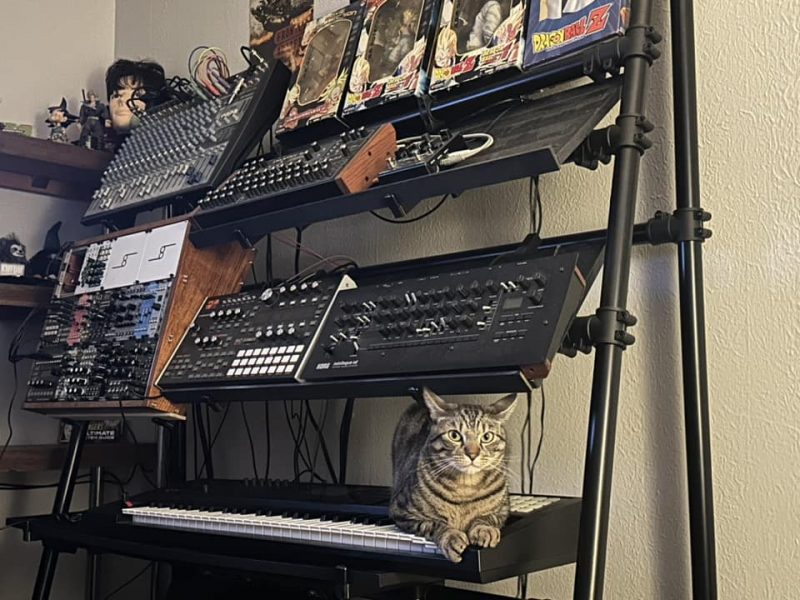 Tabby cat with tiger stripes sitting on a synthesizer.  Above him are an ASM Hydrasynth, Korg Minilogue XD, Prophet 08, and more.