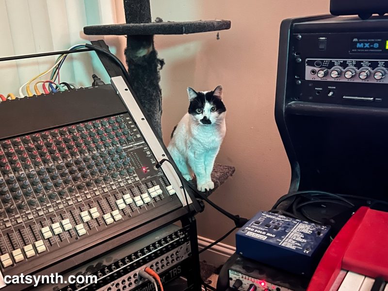 Black and white cat sitting on a cat tower.  To the left is an audio mixer and patch bay.  To the right are several rackmount synthesizers and other pieces of music gear, and the left corner of a large red Nord keyboard.