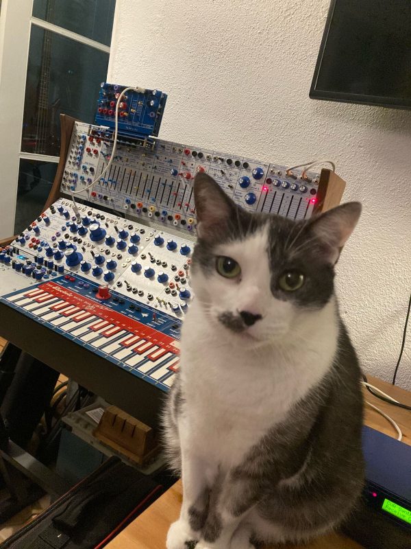 Cat with gray patches sits in front of a large Buchla modular system.