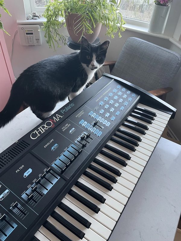 Black and white cat standing behind a vintage analog synth (Chroma Polaris)