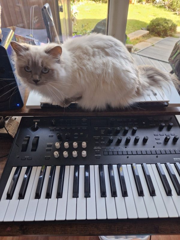 Fluffy white cat with markings like a ragdoll or birman sitting atop a keyboard synthesizer (yamaha reface CS).  Another keyboard synthesizer (korg wavestate) is in front.