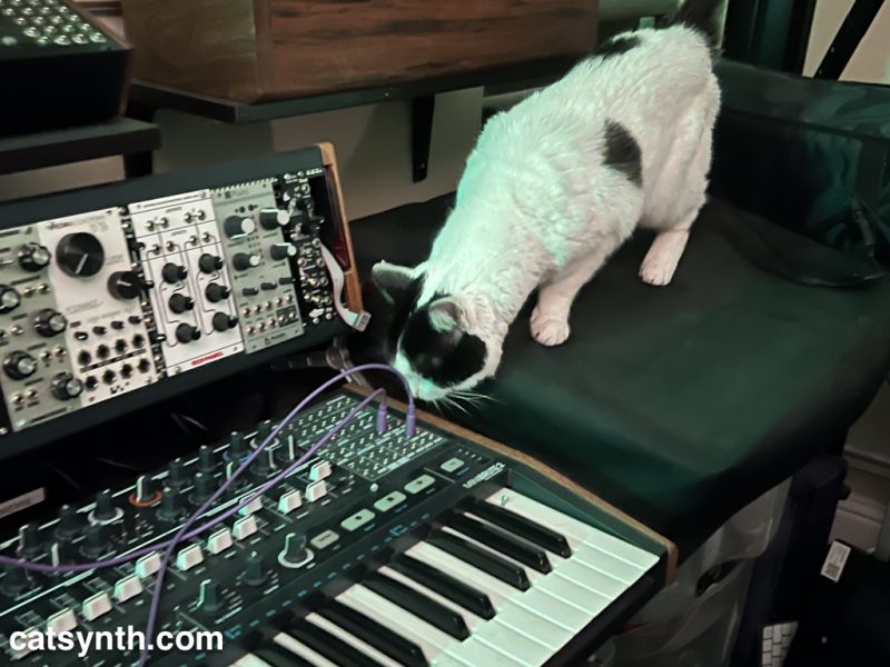 Black and white cat standing on a covered synthesizer and keenly inspecting the patch bay on an Arturia MiniBrute 2 analog synthesizer.  Next to her head is a small modular setup with modules from several manufacturers.