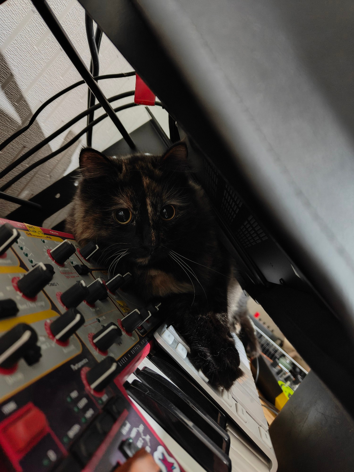 Coco, Nord Lead, Prophet 12 Module