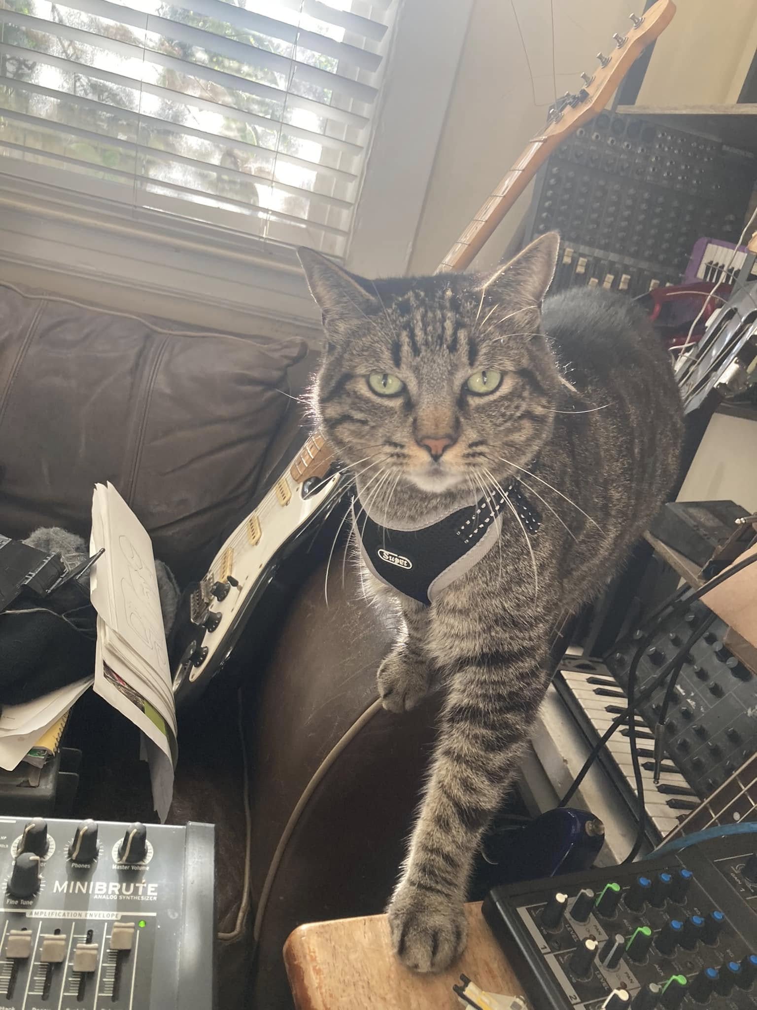 Gerty, Arturia MiniBrute, Korg Duo Monotron, MS-20