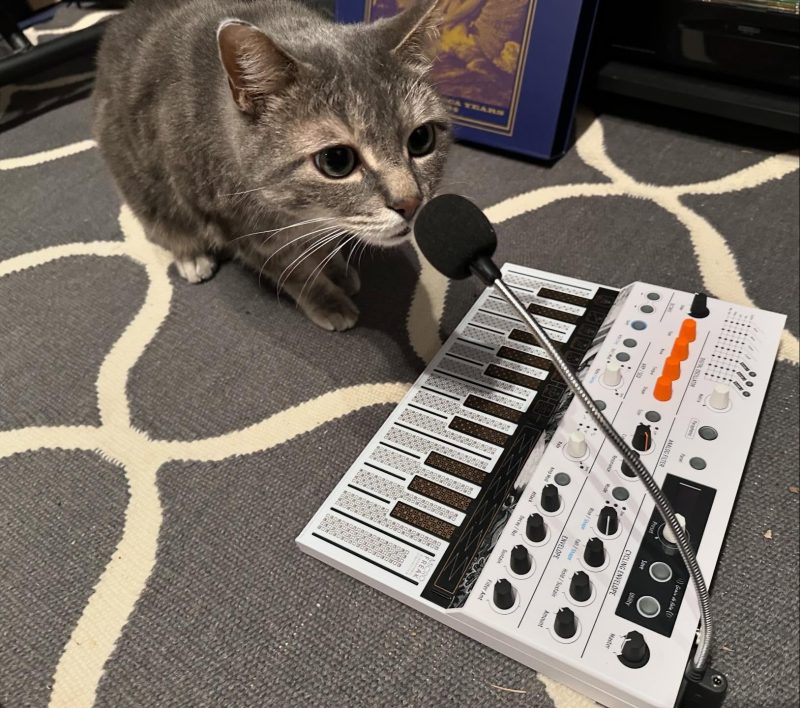 Gray tabby cat sitting in front of a small keyboard synth and vocoder about to sing into the microphone.