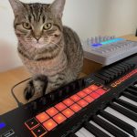 Gray tabby cat sitting behind a Novation LaunchKey keyboard with red LED pads.