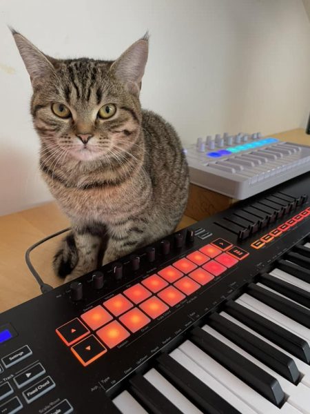Gray tabby cat sitting behind a Novation LaunchKey keyboard with red LED pads.