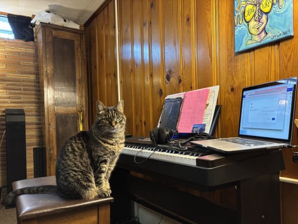 Cat sitting at a digital piano with a laptop and handwritten music.