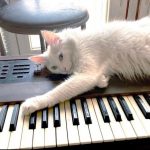 White cat lying on a synthesizer keyboard.