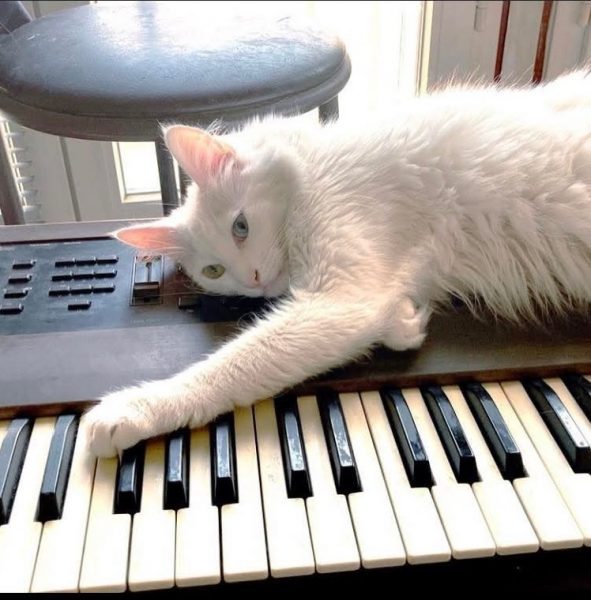 White cat lying on a synthesizer keyboard.