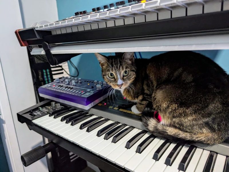 Tabby cat sitting on a Roland HS-60 keyboard.  Another keyboard synth is directly above here.  Next to the cat is a purple Behringer TD-3 rhythm machine.