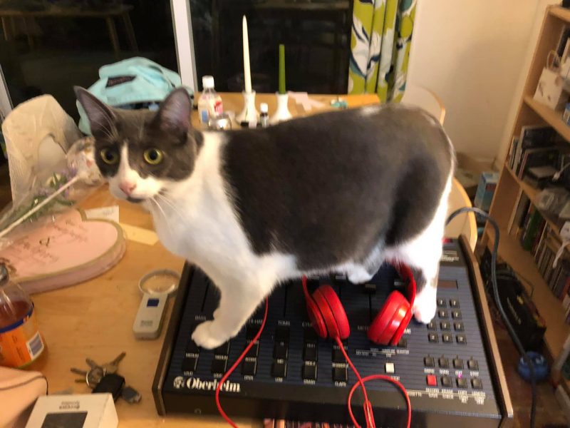 Gray and white cat stands on top of an Oberheim DX drum machine