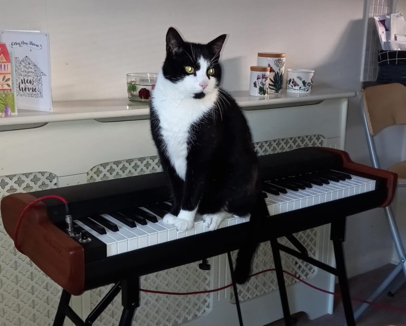 Tuxedo cat sitting on top of a Valente electric piano