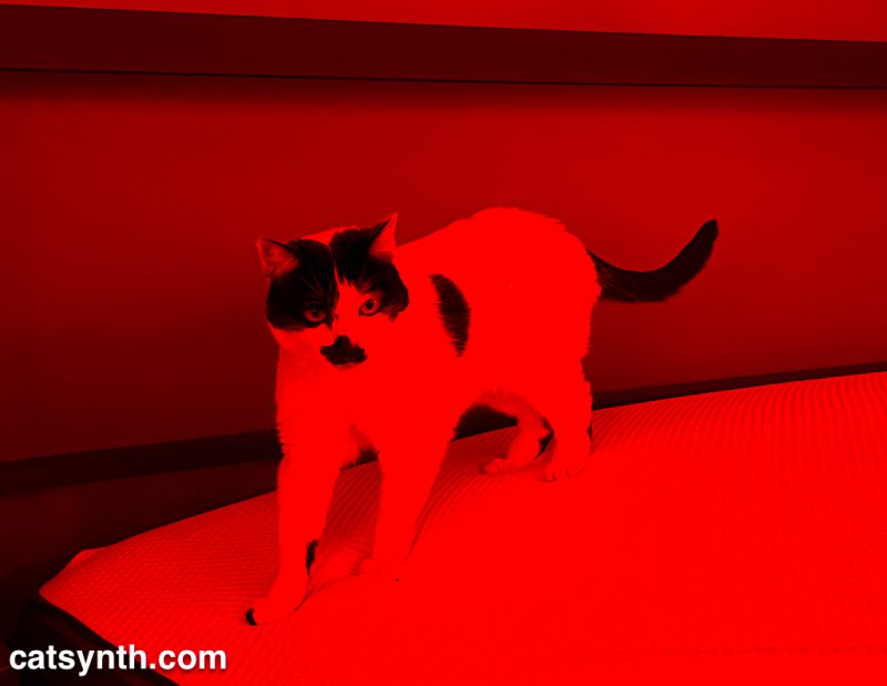 Black and white cat walking on a bare white mattress.  The entire image has been tinted red.