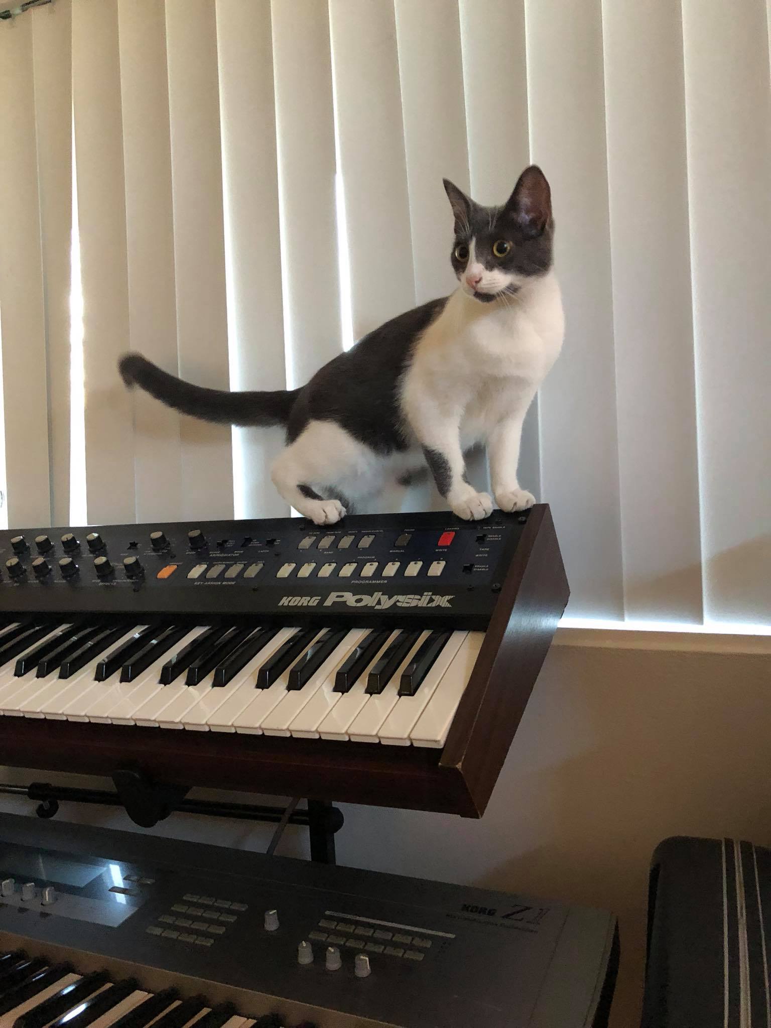 Young Gracie with Korg PolySix
