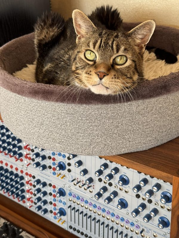 Cat in a cat bed on top of a Eurorack modular synthesizer system featuring modules from Buchla and Tiptop Audio