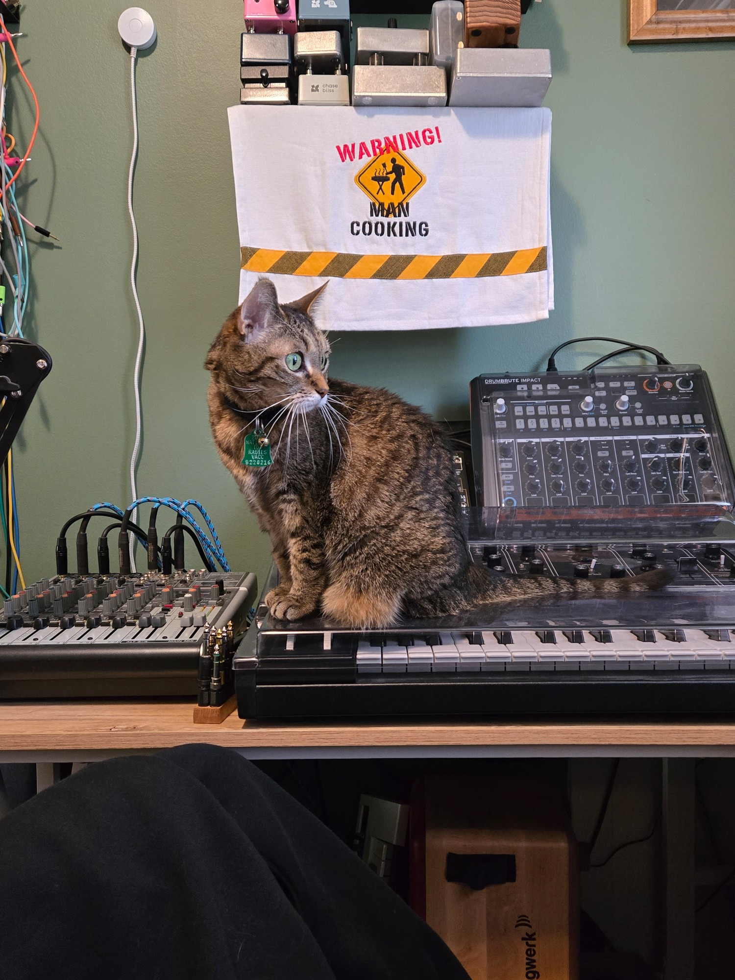 Cricket and Moog Grandmother
